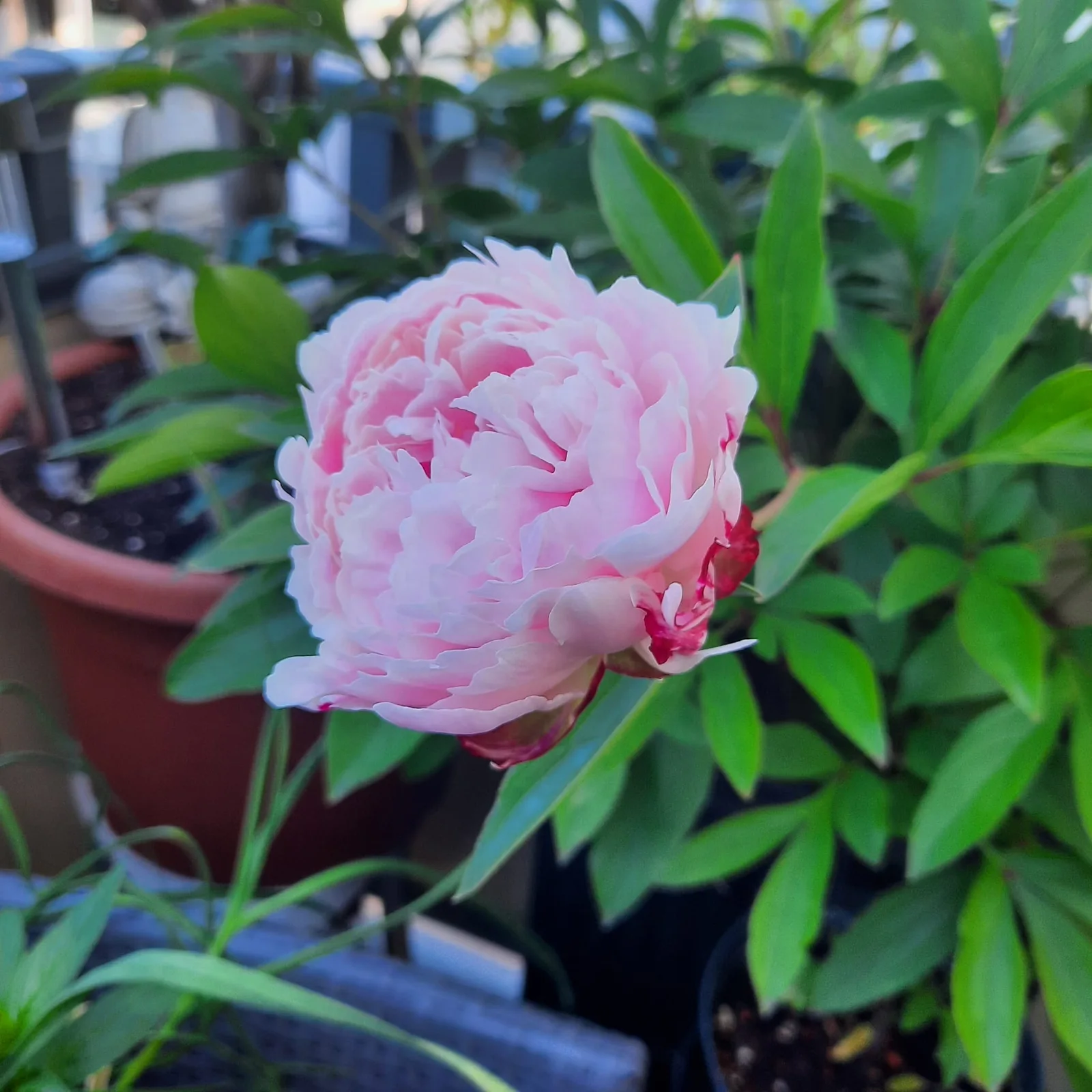 Rosa Pfingstrose kurz vor der Öffnung