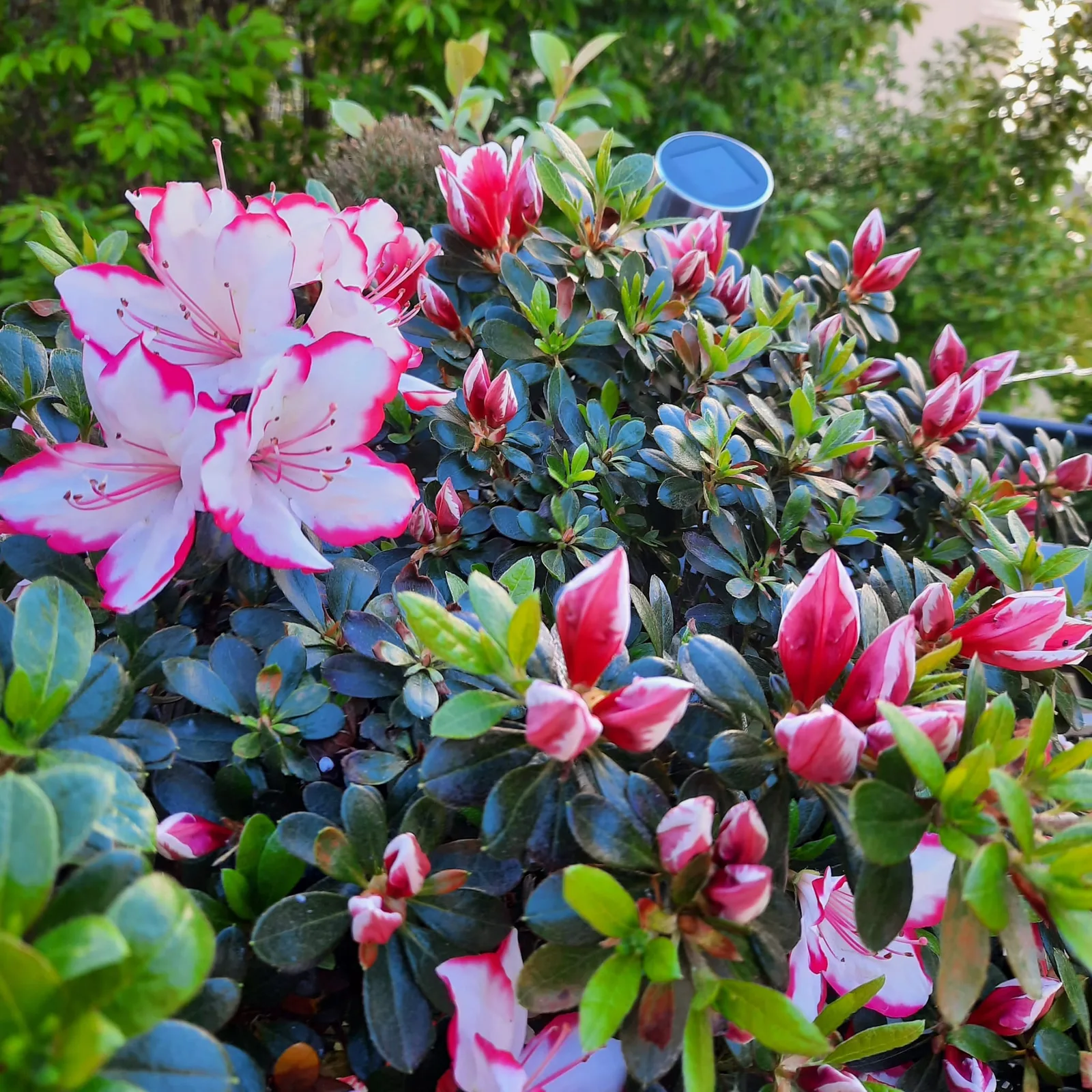 Rosa-weiße Azaleen