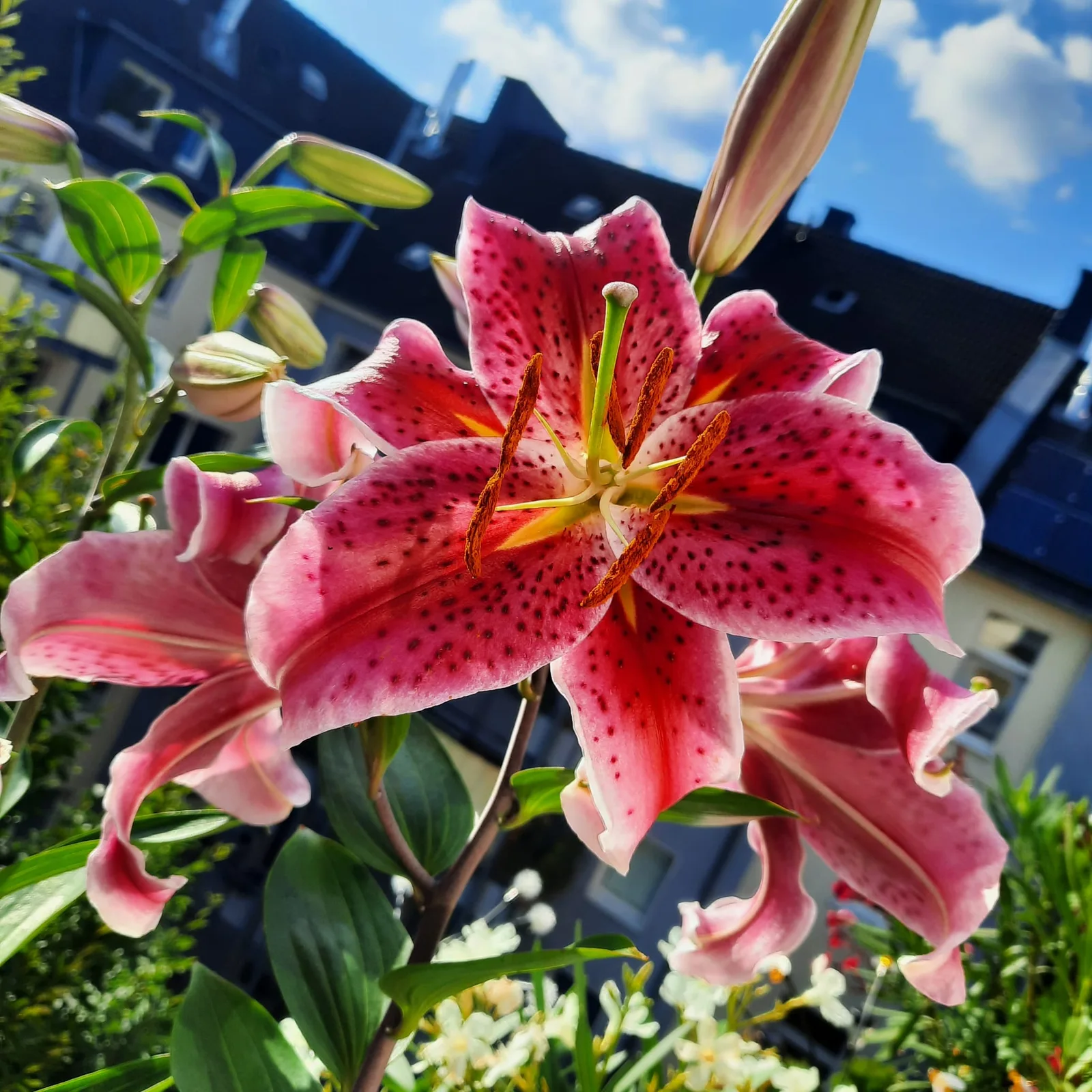 Rosa Lilie vor blauem Himmel