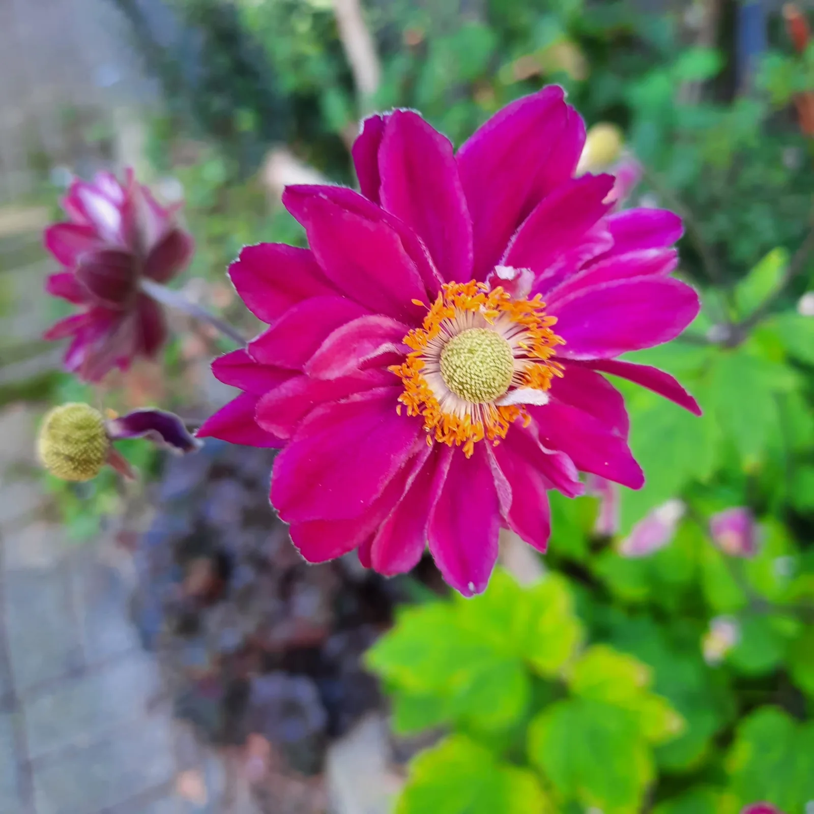 Pinkfarbene Zinnie