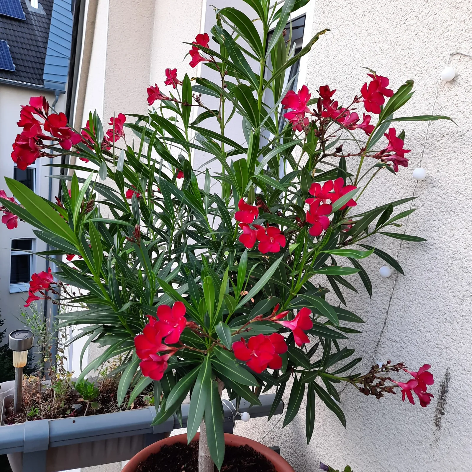 Großer Oleander mit roten Blüten