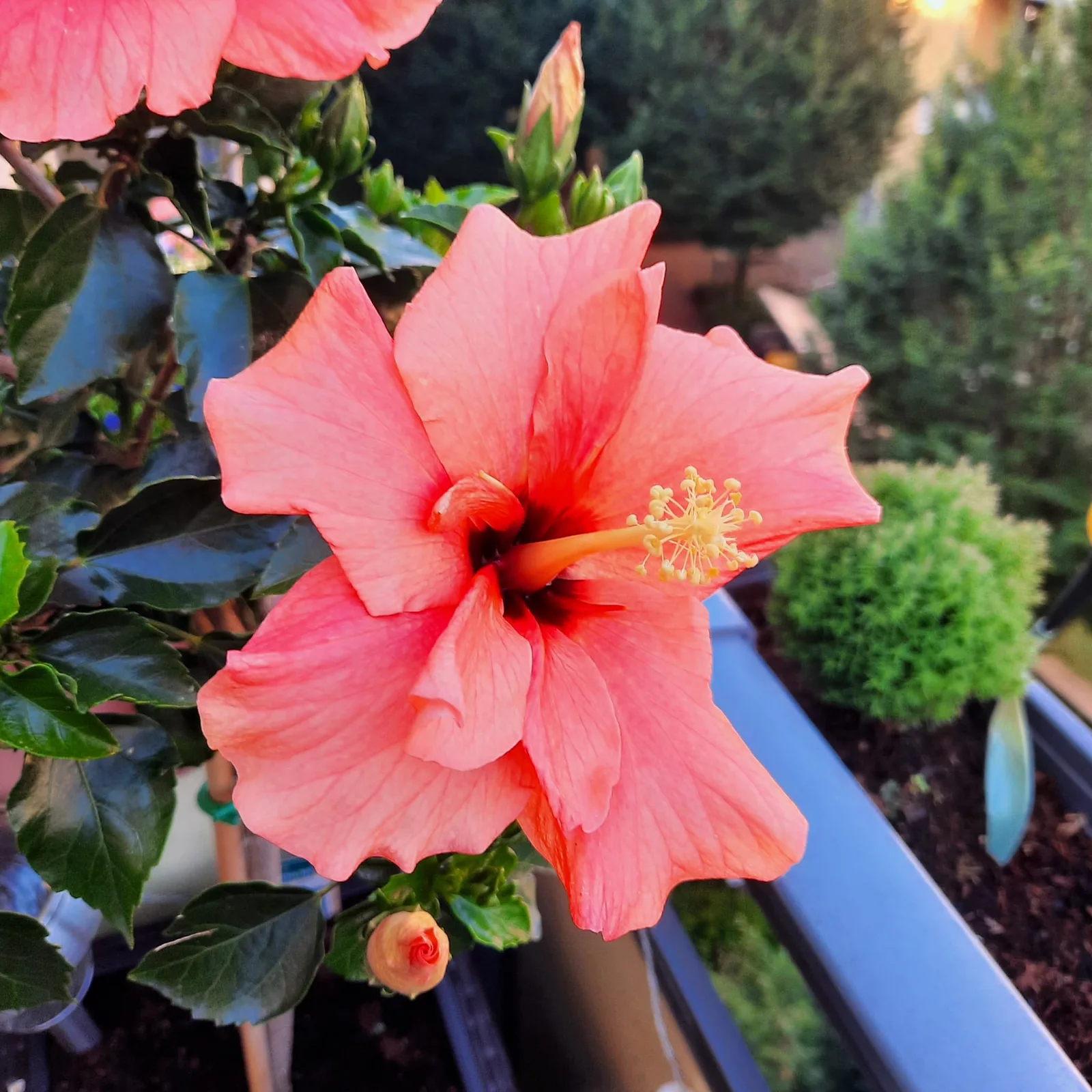 Pfirsichfarbener Hibiskus