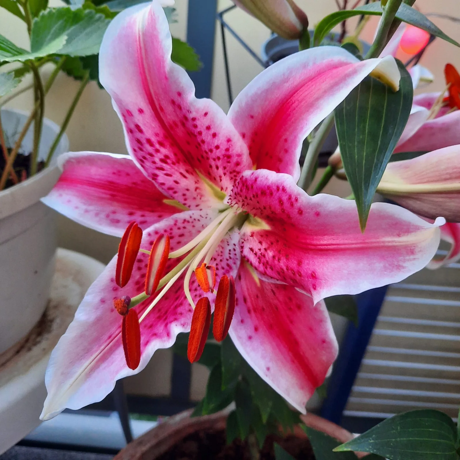 Weiße und rosa Lilie