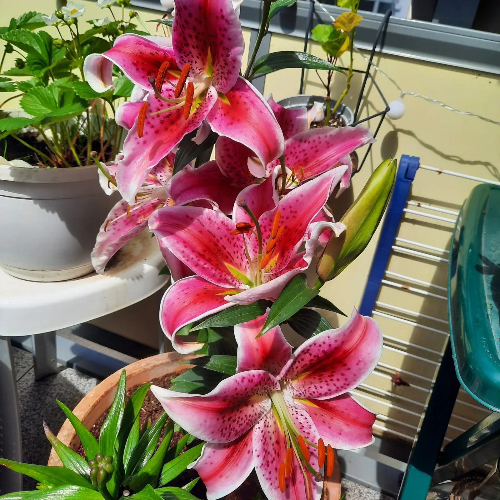 Mehrere rosa Lilien in voller Blüte