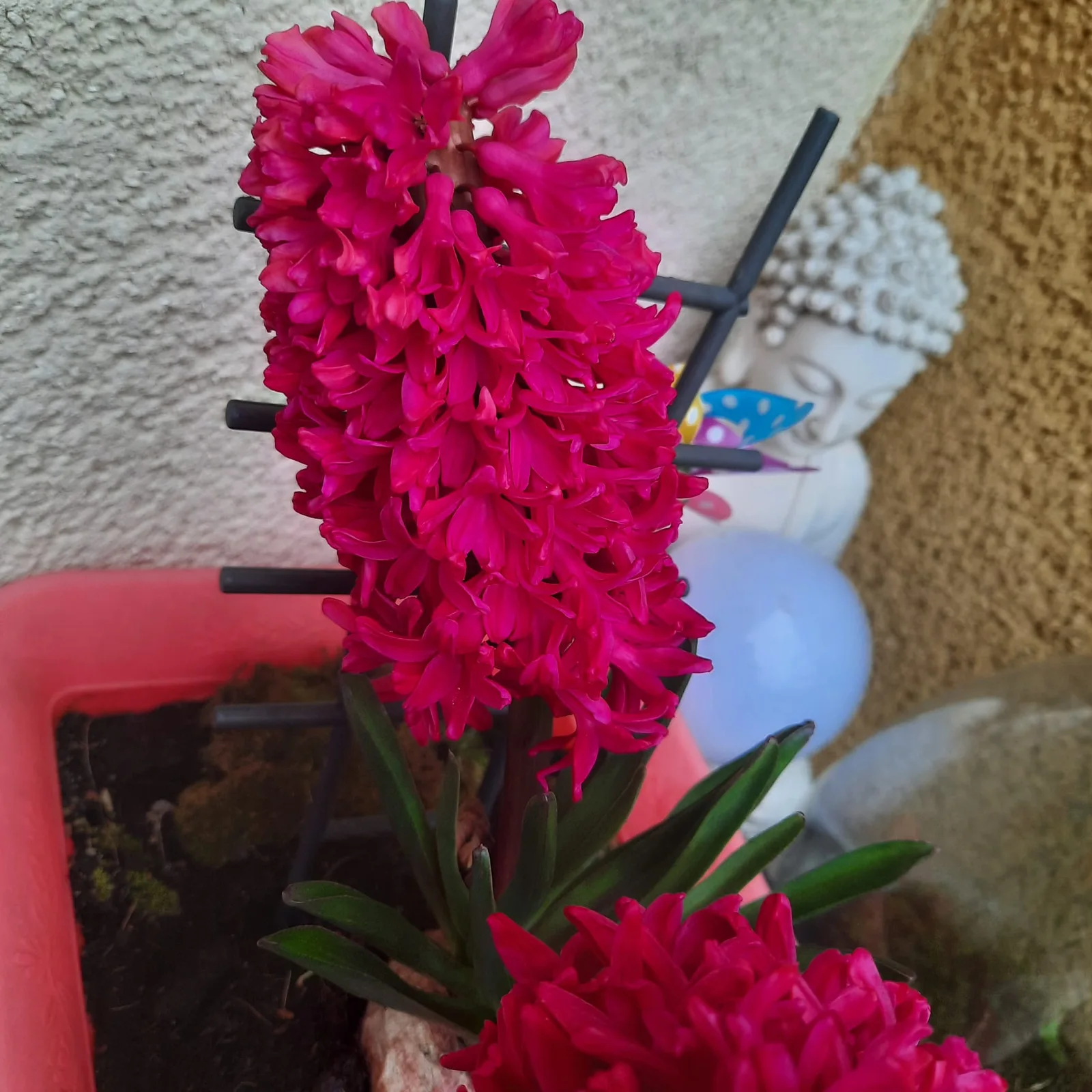 Magenta Hyazinthe