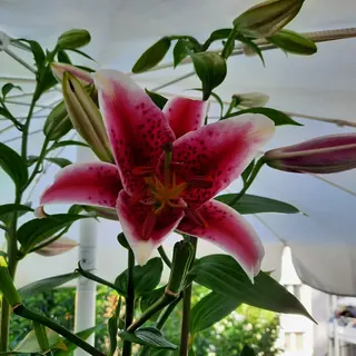Rosa Sternlilie im Garten