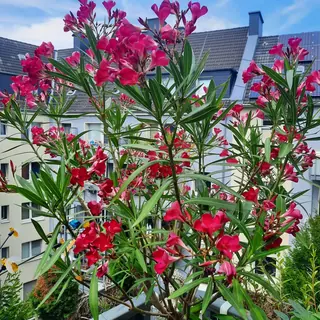 Roter Oleander im Stadtgarten