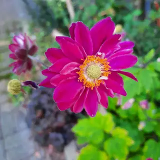 Pinkfarbene Zinnie