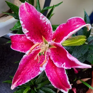 Pinkfarbene Lilie mit Regentropfen