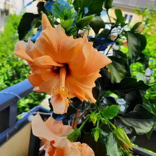 Orangefarbener Hibiskus mit gefalteten Blüten